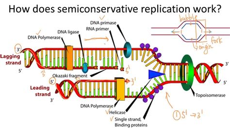 semiconservative replication of dna means.